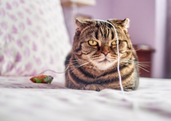 How to Strengthen Cat-Human Relationship